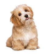 perro